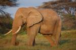 safari_elephant.jpg